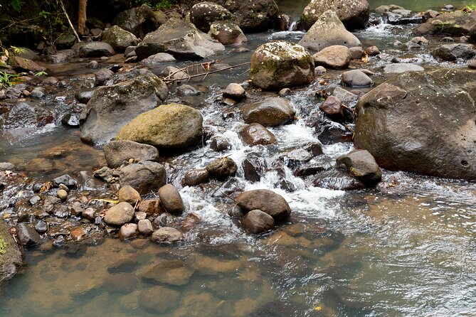 Rainforest Hike and Waterfall Safari - Guides make or break the morning