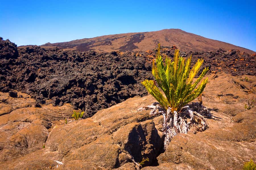 Réunion: Piton de la Fournaise Guided Volcano Hike - Formica Léo and the first lava fields