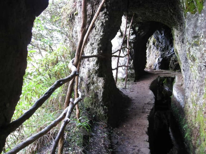 Ribeiro Frio / Portela Full day hike - What the Laurissilva forest adds to the hike