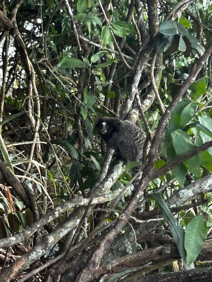 Rio De Janeiro: SUGARLOAF MOUNTAIN HIKE & CLIMB - Starting in Urca, with forest and rock underfoot