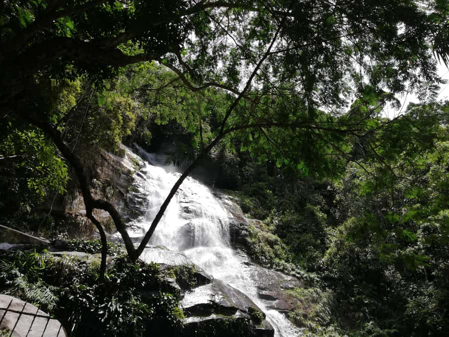 Rio de Janeiro: Tijuca Forest Waterfall of Souls Hike - The guide makes the difference