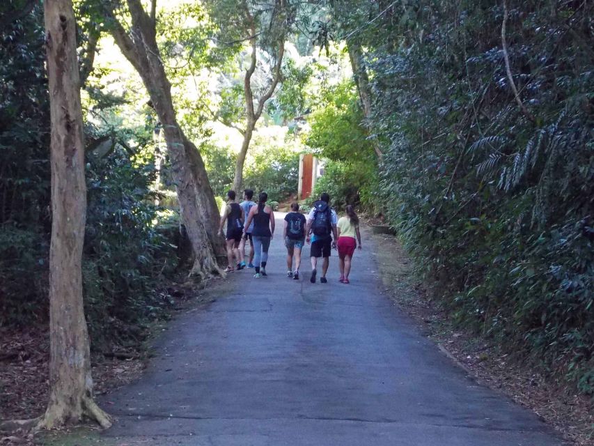 Rio de Janeiro: Tijuca Peak Guided Hike - What the six-hour schedule means for you