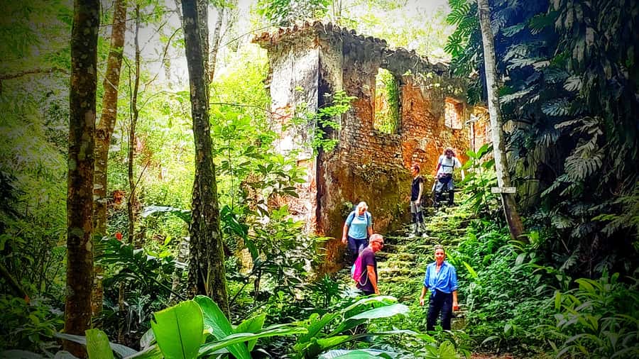 Rio: Tijuca Forest Small Group Hike to Caves and Waterfalls - Suspension bridge, eucalyptus grove, and old plantation traces
