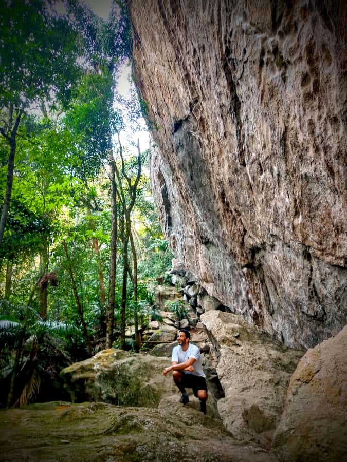 Rio: Tijuca Forest Small Group Hike to Caves and Waterfalls - Wildlife, plants, and what you may actually see