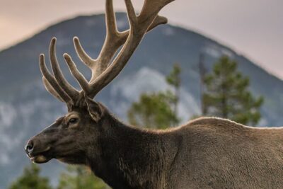 Rocky Mountain Full Day Private Tour & Hike