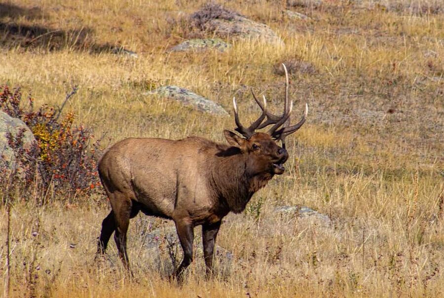 Rocky Mountain National Park Hike - Key points to know before you book
