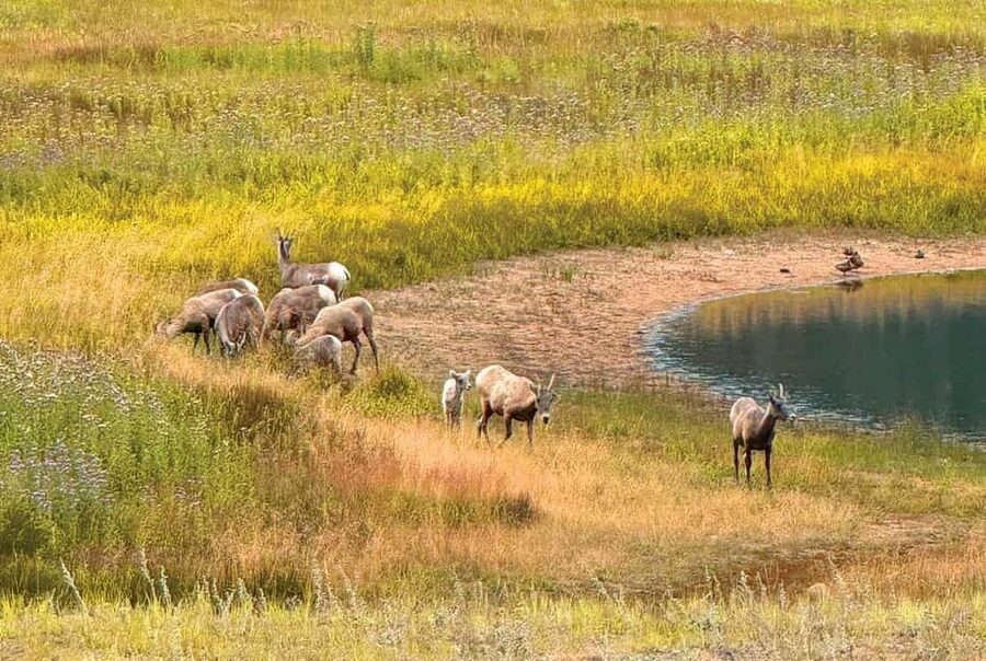 Rocky Mountain National Park Hike - Is $189 a fair price?