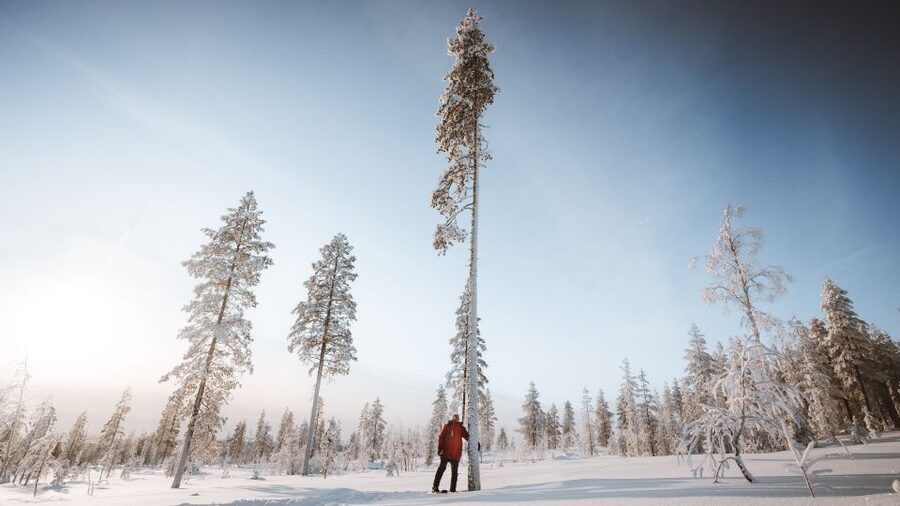 Rovaniemi: Lapland Ski Trekking Safari - Why the campfire stop matters