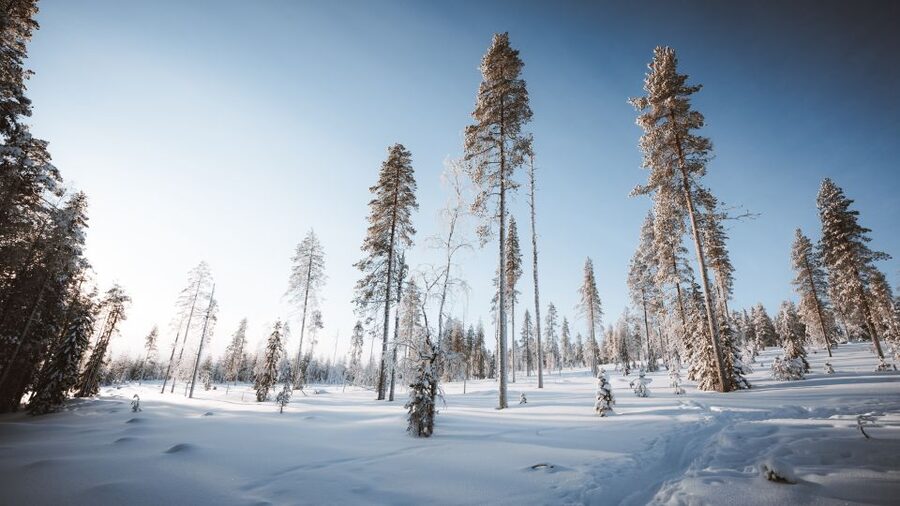 Rovaniemi: Lapland Ski Trekking Safari - Who should book this Arctic activity