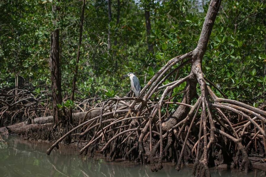 Sabana de la Mar: Los Haitises Guided Hike and Kayaking - Should you book it?