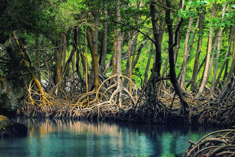 Sabana de la Mar: Los Haitises Guided Hike and Kayaking - Kayaking through Los Haitises mangroves
