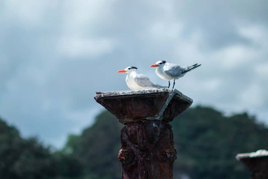 Sabana de la Mar: Los Haitises Guided Hike and Kayaking - Weather, safety, and physical demands