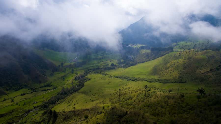 Salento/Pereira: Cocora Valley & Salento Hiking Private Tour - Why the Cocora Valley palms are worth the effort
