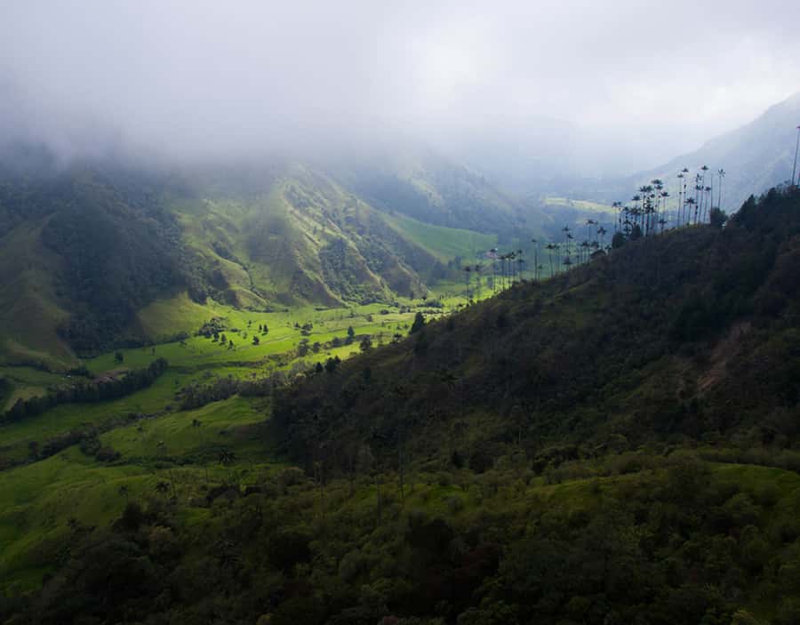 Salento/Pereira: Cocora Valley & Salento Hiking Private Tour - Why the guide matters more than the vehicle