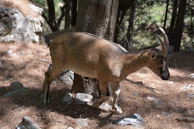Samaria Gorge Hike - Who should book this hike