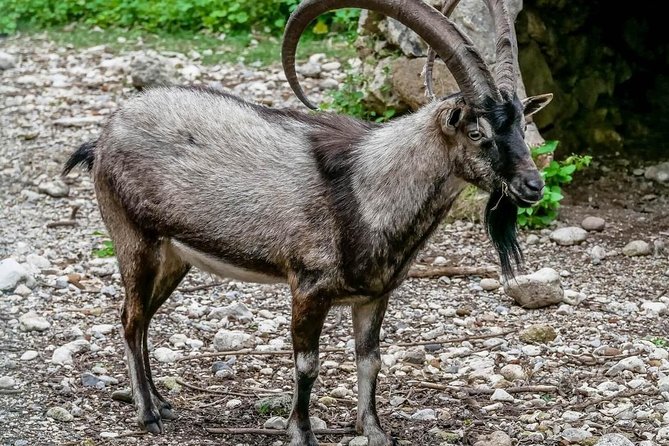 Samaria Gorge Hiking Day Tour From Rethymno - The 6:00 AM pickup from Rethymno