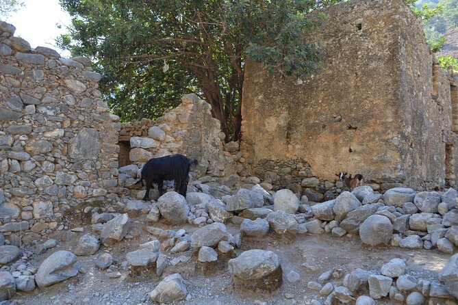 Samaria Gorge Hiking Tour from Chania with Professional Guide - Agia Roumeli: swim, lunch, and a slower pace