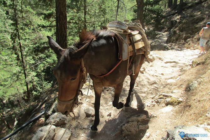 Samaria Gorge Trek: Full-Day Excursion from Chania with Guide - What the €41.03 price really covers