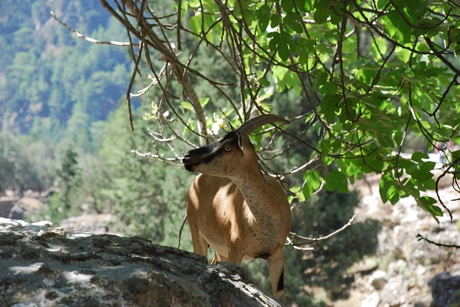 Samaria Gorge Trek: Full-Day Excursion from Rethymno with Guide - The boat ride and the long return to Rethymno