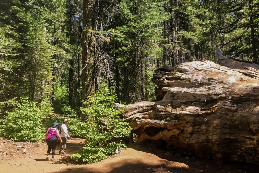 San Francisco: Day Trip to Yosemite with Giant Sequoias Hike - Why this Yosemite day trip works from San Francisco