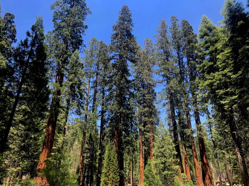 San Francisco: Day Trip to Yosemite with Giant Sequoias Hike - Is $209 a fair price?