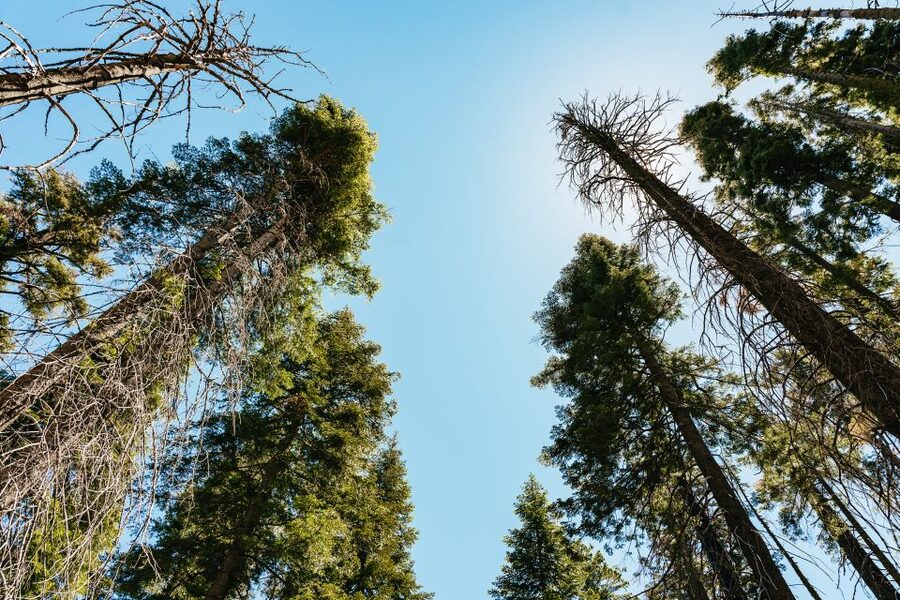 San Francisco: Yosemite National Park & Giant Sequoias Hike - Two hours to make Yosemite Valley your own