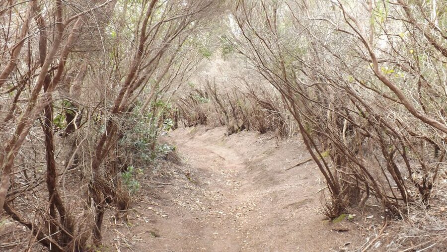 Santa Cruz de Tenerife: 2-Hour Hiking Tour in Anaga Forest - Why Anaga feels different from the rest of Tenerife