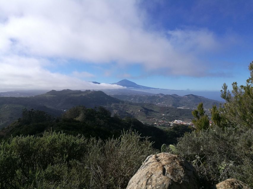 Santa Cruz de Tenerife: 2-Hour Hiking Tour in Anaga Forest - A gentle route through the laurel trees