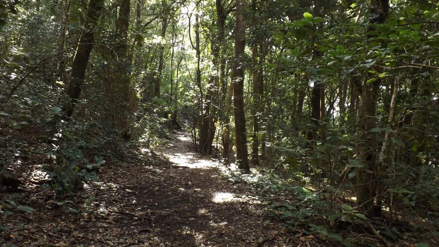 Santa Cruz de Tenerife: 2-Hour Hiking Tour in Anaga Forest - Views, old buildings, and the wider Anaga story