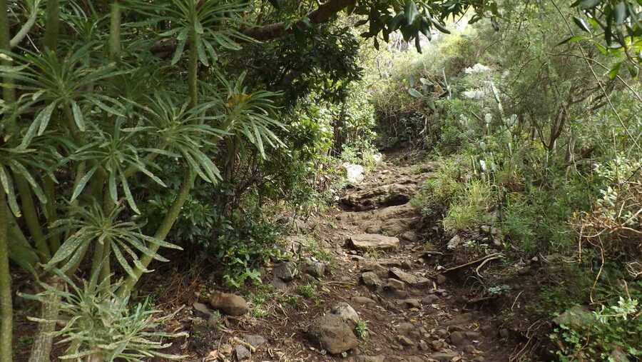 Santa Cruz de Tenerife: 2-Hour Hiking Tour in Anaga Forest - What the $50 price covers