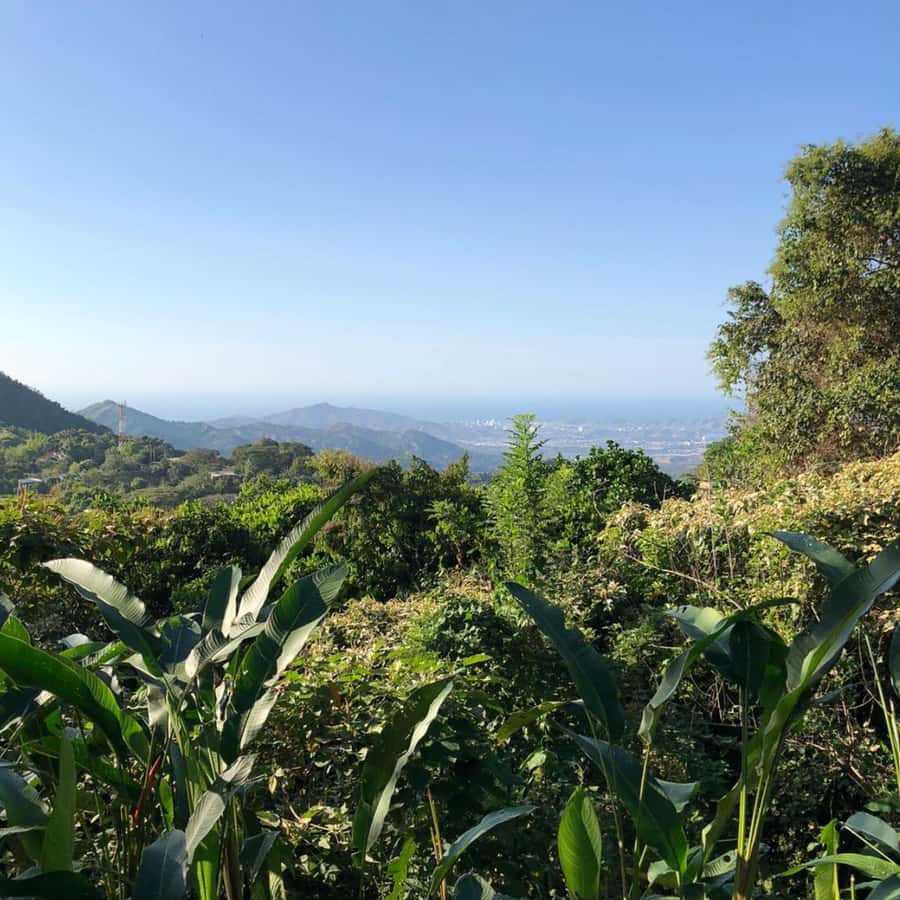 Santa Marta: Trekking in Minca Complete Waterfall Circuit - Guides who shape the experience