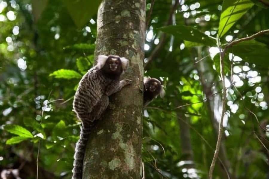 São Paulo: Atlantic Forest Hike in Jaraguá Park with Picnic - Watching for marmosets, monkeys, and birds