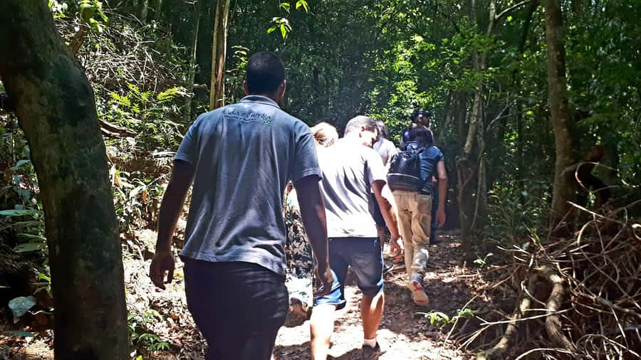 São Paulo: Cantareira Natural Park Guided Rainforest Hike - What to pack for a comfortable day