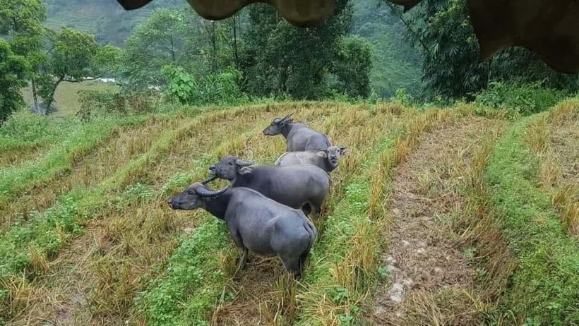 SAPA: 1-DAY TREKKING TOUR WITH LOCALS, LUNCH & RICE FIELDS - Lao Chai and lunch beside the Muong Hoa stream