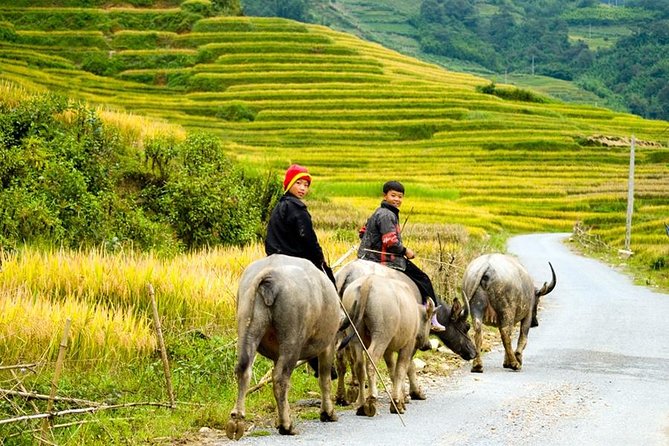 Sapa 3 Days 2 Nights Trekking Tour (1 Night In Ta Van Village, 1 Night In Hotel) - Day two: Sapa to Y Linh Ho and Ta Van