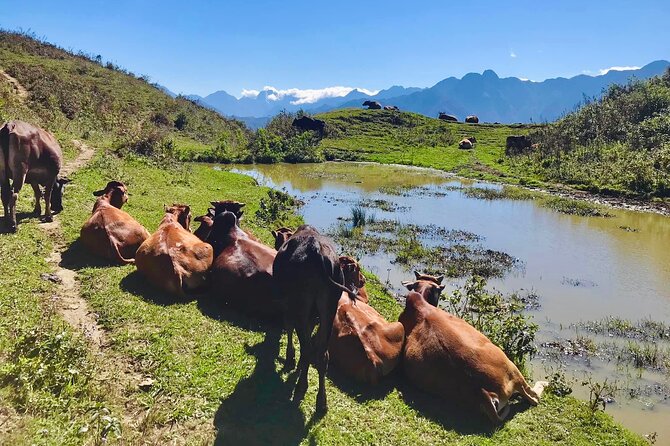 Sapa The Hidden Trail Trek 1 Day - Mountain & Rice Valley - How hard is the walking?