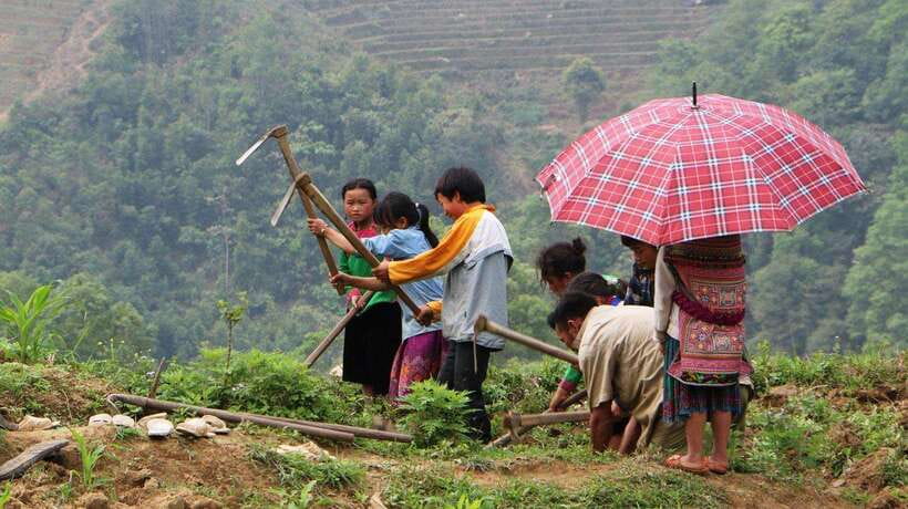 Sapa Trekking Bargains With Local Guide - Y Linh Ho: rice fields and mountain paths