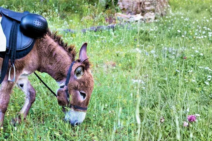 Sassari: hiking with donkeys in Cargeghe and aperitif - Su Elighe Entosu and the domus de janas