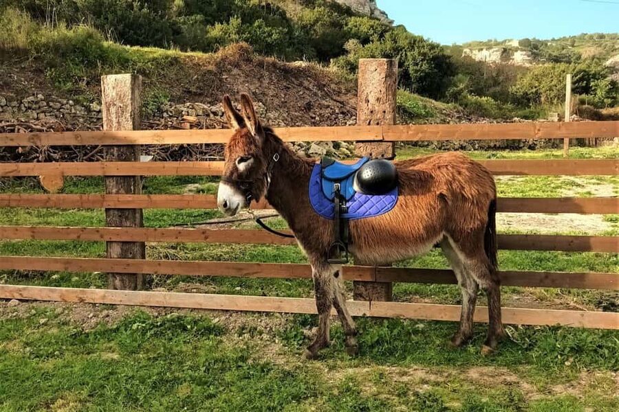 Sassari: hiking with donkeys in Cargeghe and aperitif - The walking conditions are manageable, but not effortless