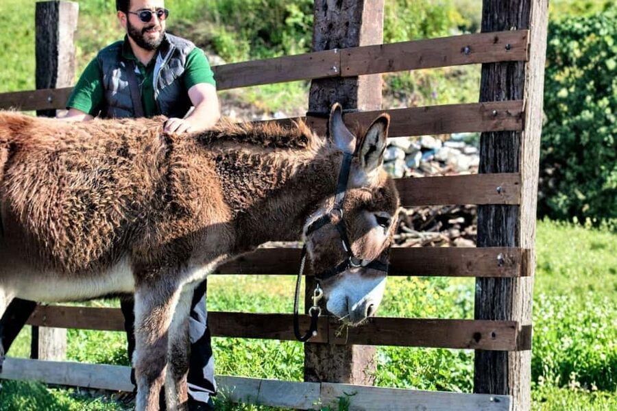 Sassari: hiking with donkeys in Cargeghe and aperitif - The aperitif is a proper meal-sized finish
