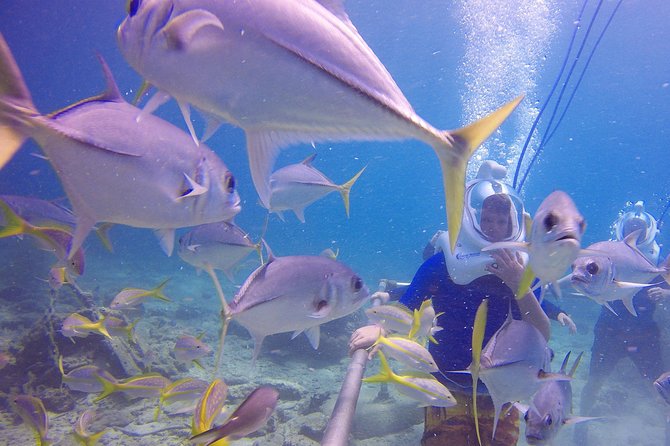 Sea Trek Helmet Dive at Coral World Ocean Park - Practical timing and booking advice