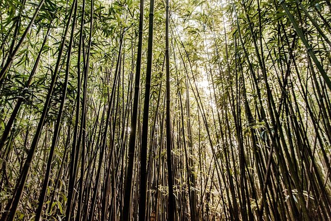 Self guided Hike Trail to Nature Walk & Waterfall - What the three-hour outing is really like