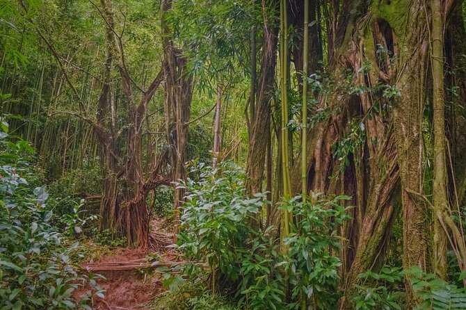Self guided Hike Trail to Nature Walk & Waterfall - Puʻu ʻUalakaʻa State Park and the Honolulu view