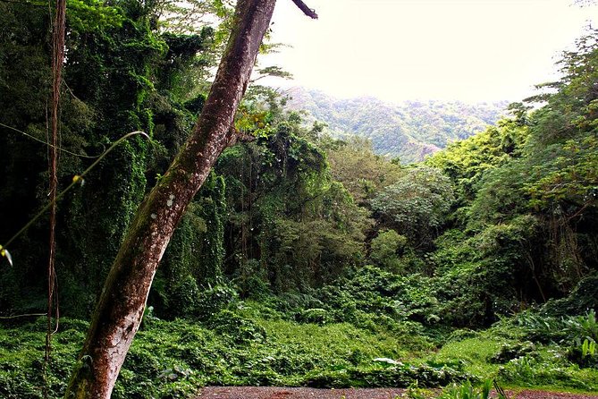 Self guided Hike Trail to Nature Walk & Waterfall - Is $79 a fair price for this Manoa Falls tour?