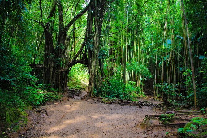 Self guided Hike Trail to Nature Walk & Waterfall - Who should book this rainforest walk?