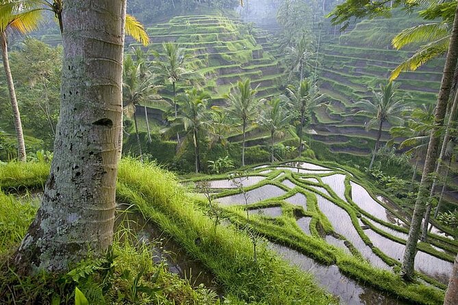 Selogriyo Temple and Trekking Java Rice Terraces, hidden waterfall -Nature Java - Coffee, village life, and a useful pause