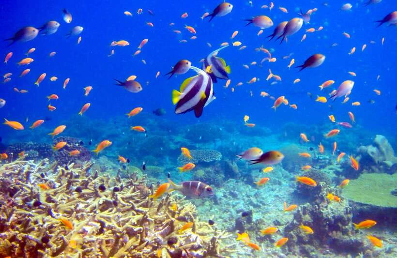 Semporna: Bohey 3 Islands Hike, Snorkel/Dive Tour with Lunch - Timing, language, and practical preparation