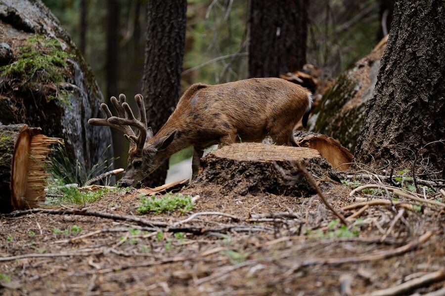 Sequoia National Park: Sherman Tree & Congress Trail Walk - Key points to know before you book