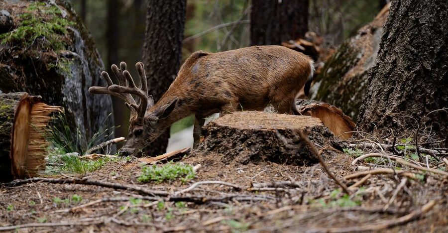 Sequoia National Park: Sherman Tree & Congress Trail Walk - Who will get the most from this experience?