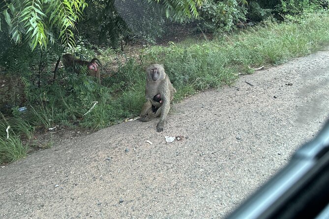 Shai Hills Safari - Hike & See Animals - Looking for baboons, zebras, and ostriches